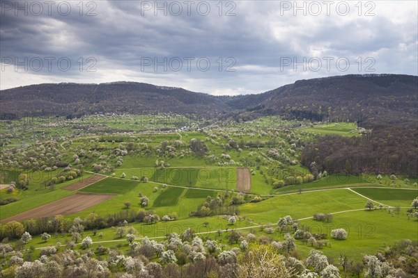 Orchard meadows near Hepsisau and Weilheim an der Teck, Swabian Alb. Cherry blossom, apple blossom