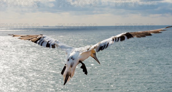 Rear view of a northern gannet (Morus bassanus) (synonym: Sula bassana), young bird in juvenile