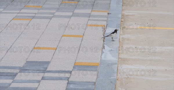 Japanese Wagtail, common in Japan, Korea, Taiwan, Eastern China, and eastern Russia, standing on