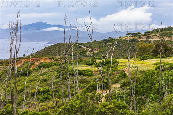Withered tree poles, green bushes, in the park of the former Miniere Calamita mine, behind the