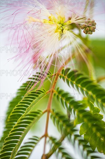 Blossoms of a bastard tamarind (Albizia julibrissin), Capoliveri, Elba, Tuscan Archipelago,