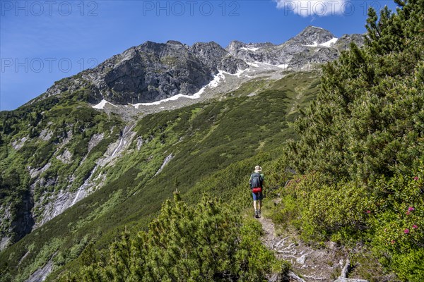 Mountaineer on a hiking trail through mountain pines, Berliner Hoehenweg, behind summit