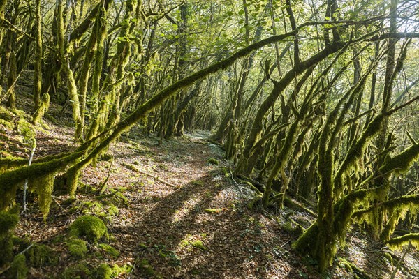 Hiking trail through forest with moss, valley of the Loue, Lizine, near Besancon, Departement
