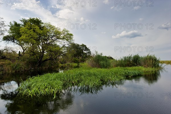 River cruise in the Okavango Delta, reeds, clouds, nature, natural landscape, landscape, nobody,