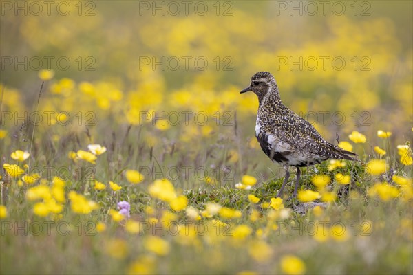 European golden plover (Pluvialis apricaria) surrounded by dandelions, Grimsey Island, Iceland,