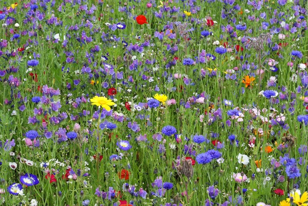 Cornflowers (Centaurea cyanus), yarrow (Achillea), mallow (Malva), yellow daisies (Leucanthemum),