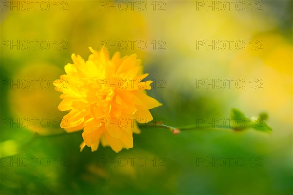 Flower of a ranunculus (Kerria japonica 'Pleniflora') or ranunculus bush, Japanese kerrie, Japanese