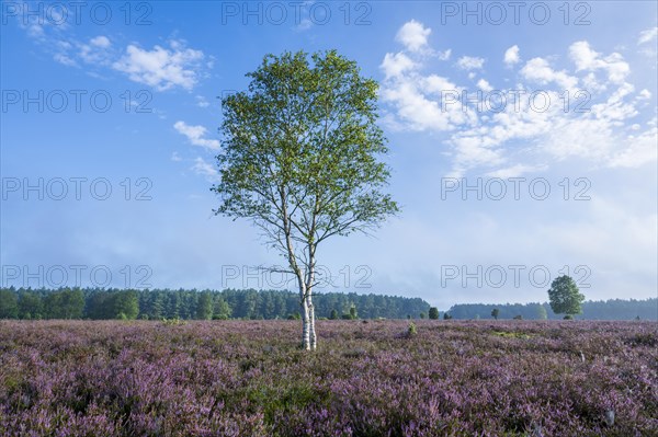 Heathland, flowering common heather (Calluna vulgaris) and birch (Betula), blue sky, Lueneburg