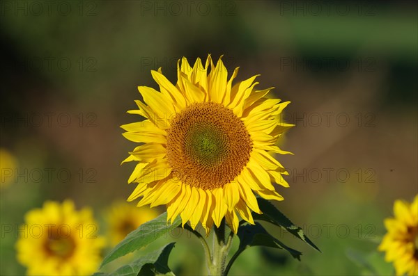 Sunflower (Helianthus annuus), blossom, yellow, flower, summer, good mood, close-up of a large