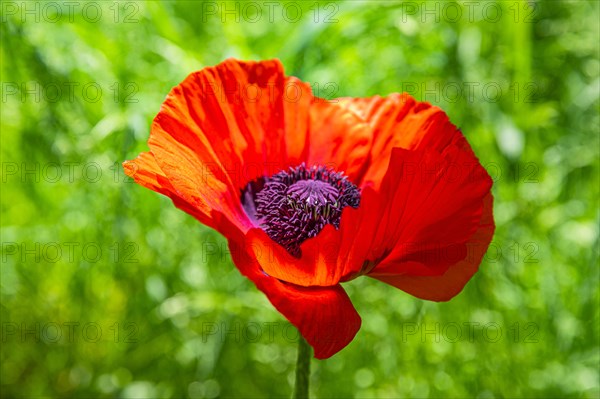Red flower of the Turkish poppy (Palaver orientale), Botanical Garden, Munich, Upper Bavaria,