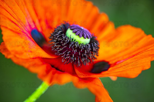 Red flower with pistil of the Turkish poppy (Palaver orientale), Botanical Garden, Munich, Upper