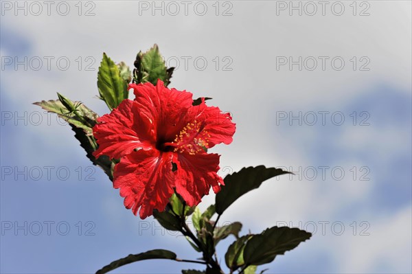 Hibiscuses (Hibiscus) tobacco plantation, tobacco leaves, tobacco plant (Nicotiana), tobacco