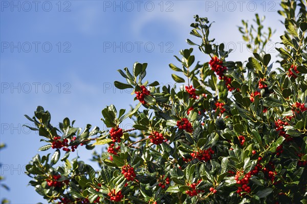 European holly (Ilex aquifolium) with red fruits in front of a blue sky, Foehr, Schleswig-Holstein,