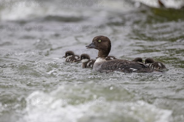 Barrow's goldeneye (Bucephala islandica), female with chicks, young birds, Laxa River, Lake Myvatn,