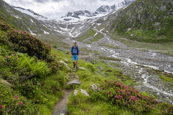 Mountaineers on a hiking trail between blooming alpine roses, view of the Schlegeisgrund valley,