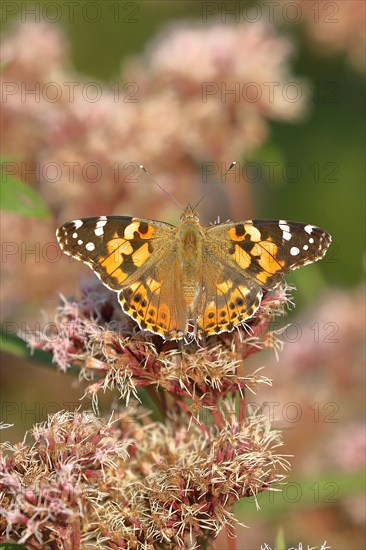 Painted lady (Vanessa cardui), on common water aster (Asteraceae), Wilnsdorf, North