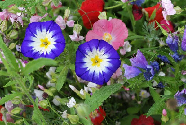 Dwarf morning glory (Convolvulus tricolor), yarrow (Achillea), mallow (Malva), yellow marguerites