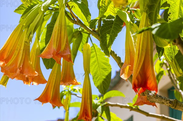 Orange-flowered angel trumpets (Brugmansia) against a blue sky in Sant'ilario, Elba, Tuscan
