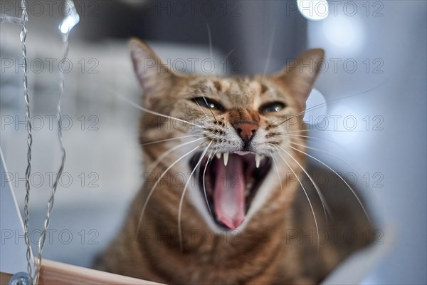 Image of a purebred Bengal cat lying on a hammock attached to a heater. Pet care concept. Mixed