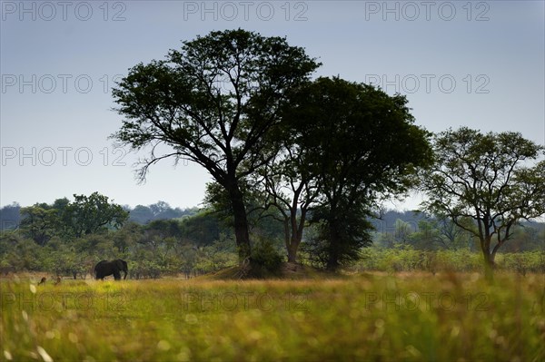 Elephant walking (Loxodonta africana) in BwaBwata National Park, landscape, african, Namibia,
