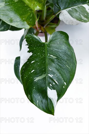 Top view of leaf of tropical 'Philodendron White Princess' houseplant with white variegation with