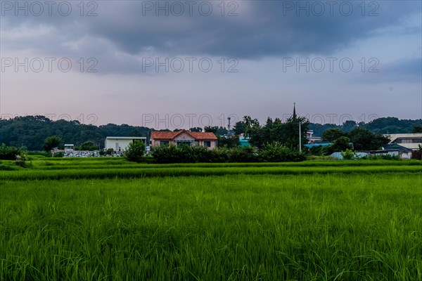 Landscape of house with a red tiled roof behind green bushes at the edge of a rice paddy with green