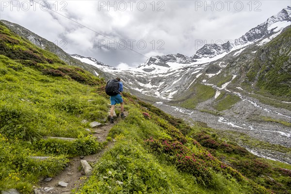 Mountaineers on a hiking trail between blooming alpine roses, view of the Schlegeisgrund valley,