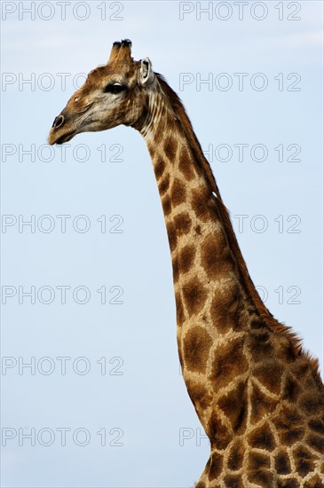 Angolan giraffe (Giraffa giraffa angolensis) in Etosha National Park, giraffe, single, lateral,