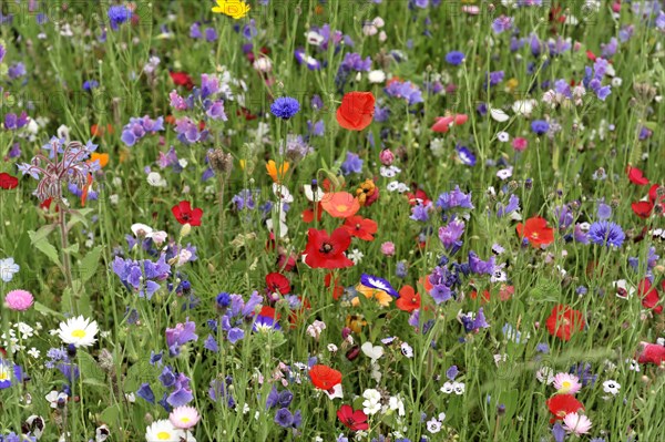 Cornflowers (Centaurea cyanus), yarrow (Achillea), mallow (Malva), yellow daisies (Leucanthemum),