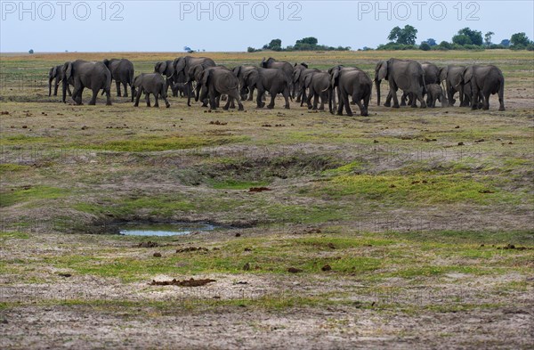 Elephant herd (Loxodonta africana), family, hiking, hike, group, landscape, safari, travel,