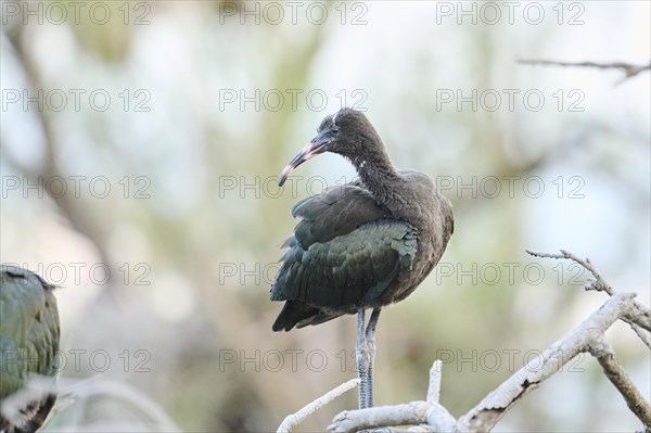 Glossy ibis (Plegadis falcinellus) youngster standing on a branch, Parc Naturel Regional de