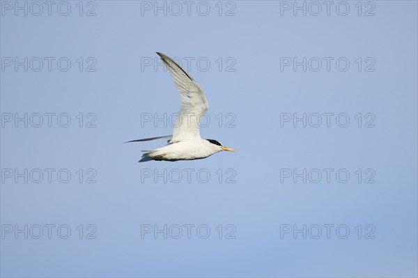 Little tern (Sternula albifrons) flying in the sky, Parc Naturel Regional de Camargue, France,