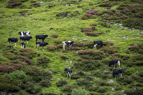 Cows grazing on the alpine meadow between blooming alpine roses, Schlegeisgrund valley, Berliner