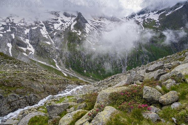 Cloudy mountain landscape with blooming alpine roses and mountain stream, view of rocky and