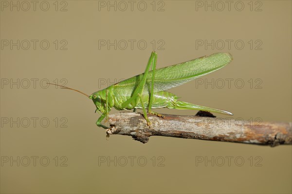 Great green bush cricket (Tettigonia viridissima) sitting on a branch, Wilnsdorf, North