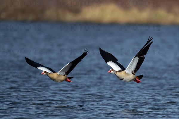 A pair of Nile geese flying over a lake, Lake Kemnader, Ruhr area, North Rhine-Westphalia, Germany,