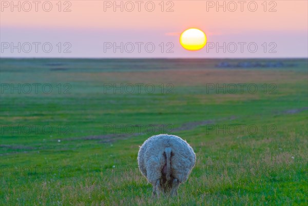 Sheep or domestic sheep (Ovis gmelini aries) from behind, round bottom, butt, bottom, on salt