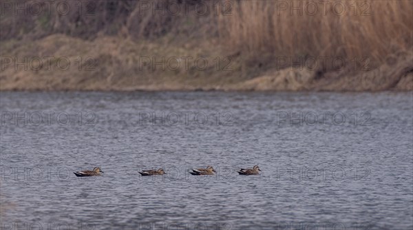 Four Eastern spot-billed ducks swimming together in a river with a soft blurred background of the