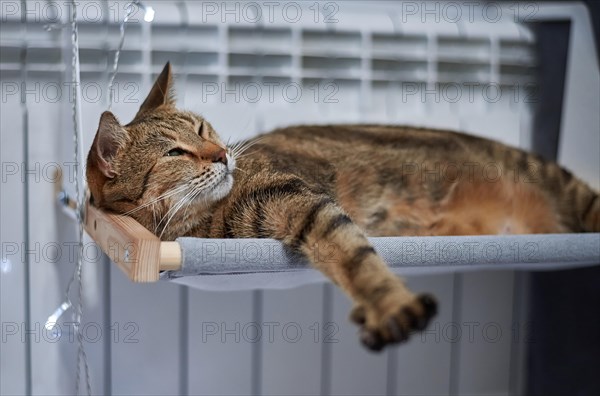 Image of a purebred Bengal cat lying on a hammock attached to a heater. Pet care concept. Mixed