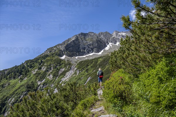 Mountaineer on a hiking trail through mountain pines, Berliner Hoehenweg, behind Schoenlahnerkopf