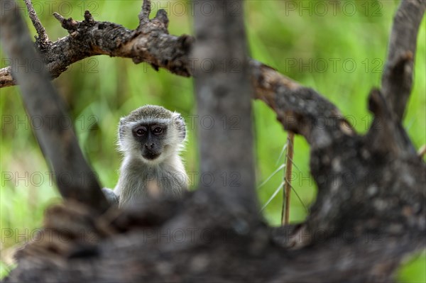 Vervet monkey (Chlorocebus sabaeus), foraging, free-living, wild, wild, nature, animal, fauna,
