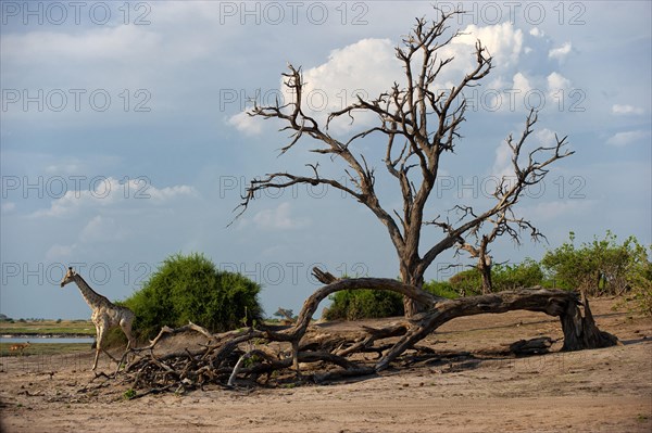 Angolan giraffe (Giraffa angolensis), animal, ungulate, travel, destination, safari, tree, dry,