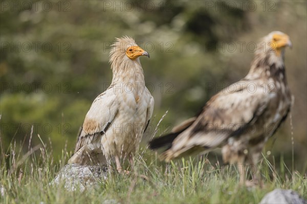 Egyptian Vulture (Neophron percnopterus), ad plus juv, Castile-Leon Province, Picos de Europa,