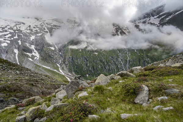 Cloudy mountain landscape with blooming alpine roses, view of rocky and glaciated mountains,