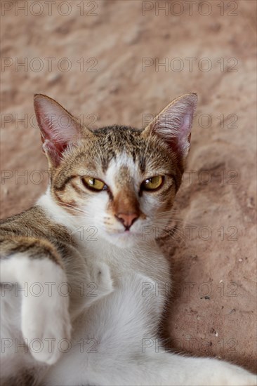 A relaxed domestic cat with tabby markings lies down and looks at the camera with an indifferent