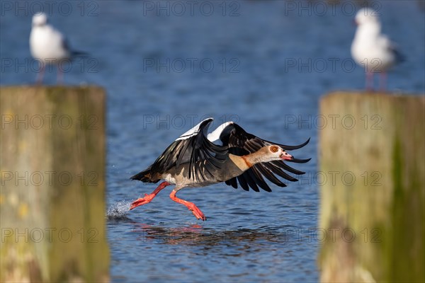 A Nile Goose at the Sta, Lake Kemnader, Ruhr area, North Rhine-Westphalia, Germany, Europe