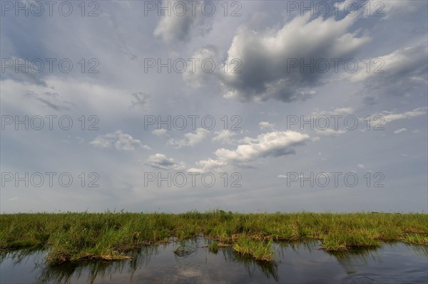 River cruise in the Okavango Delta, reeds, clouds, nature, natural landscape, landscape, nobody,
