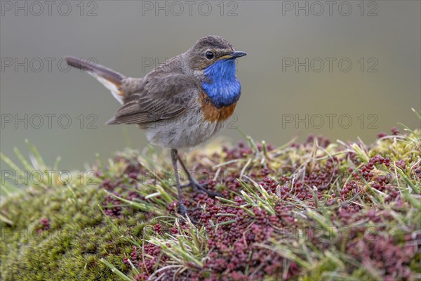 Bluethroat (Luscinia svecica), male, on shrub, Castilla y Leon province, Picos de Europa, Spain,
