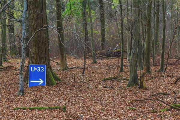 A blue diversion sign in the forest points unexpectedly in one direction, surrounded by autumnal