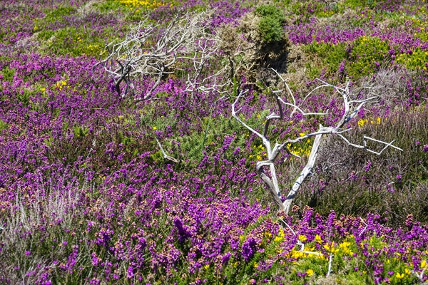 Heath landscape on the Cap de la Chevre, Crozon peninsula, Finistere department, Brittany region,